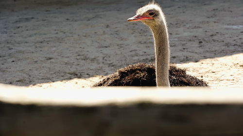 wild ostrich near blurred wooden fence