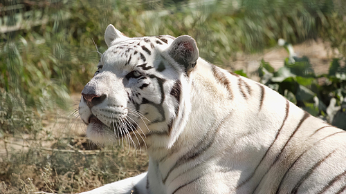 sunshine on white tiger lying outside in zoo