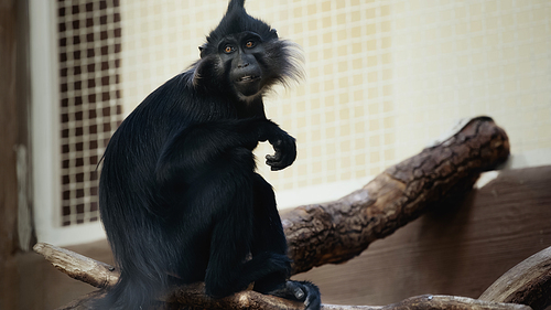 black monkey sitting on wooden branch in zoo