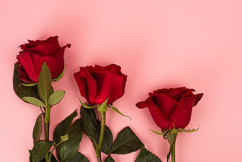 flat lay of red roses on pink background