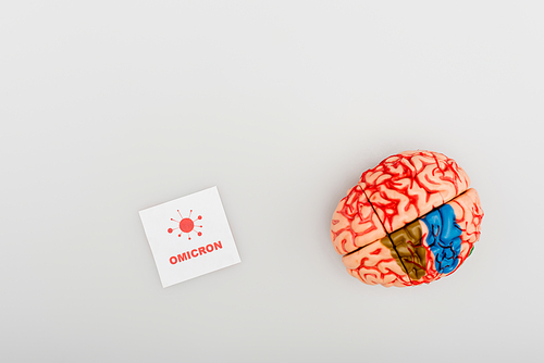 top view of brain model near white card with omicron lettering and bacteria on grey background