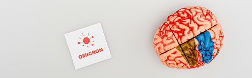 top view of brain model near card with omicron lettering and bacteria icon on grey, banner