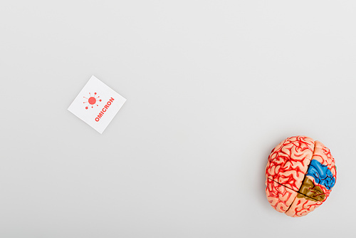 top view of brain model near card with red omicron lettering and bacteria on grey background