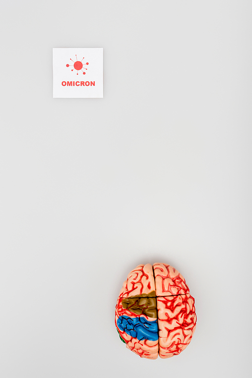 top view of card with red omicron lettering and bacteria near brain model on grey background