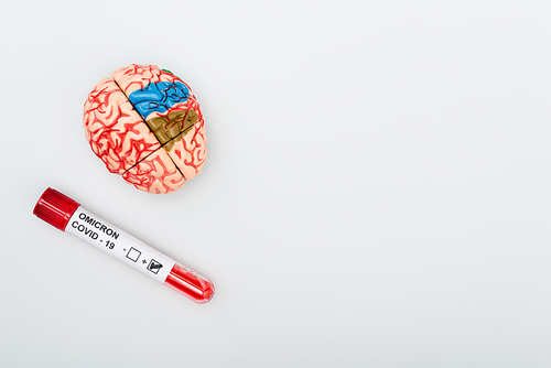 top view of brain model and test tube with positive result of covid-19 omicron variant on grey background