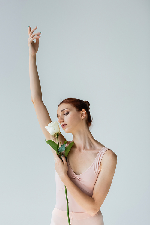 elegant ballerina in bodysuit holding rose and performing dance isolated on grey