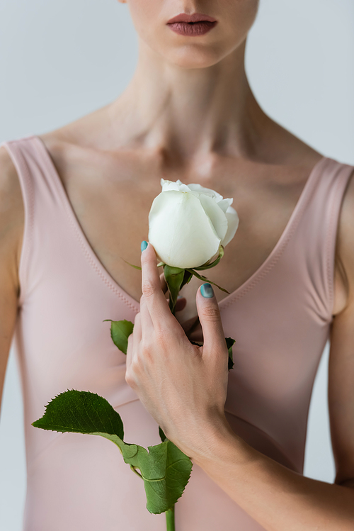 partial view of ballerina in bodysuit holding white flower isolated on grey