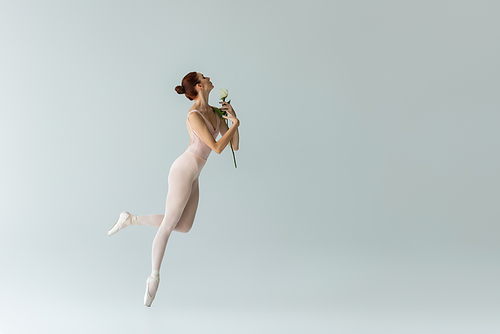 full length of graceful woman in bodysuit holding rose while dancing ballet on grey