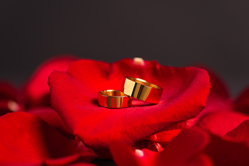 close up of golden wedding rings on red rose petals on grey