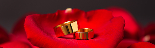 close up of golden wedding rings on red rose petals, banner