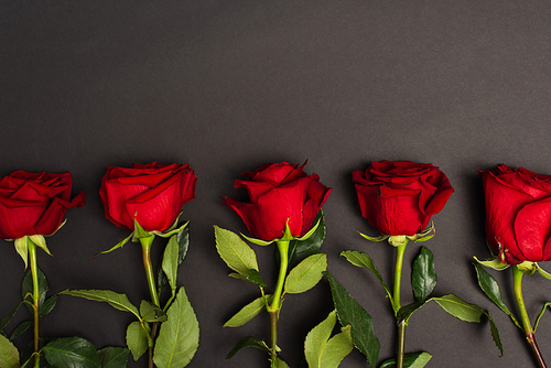 flat lay of blooming red roses on black