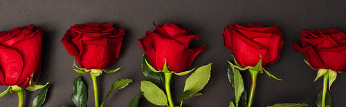 flat lay of blooming red roses on dark grey, banner