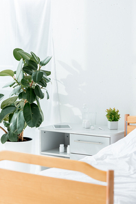 hospital ward with bed, plants and wooden table in clinic