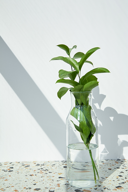 green and fresh leaves in glass with water near white wall with shadows