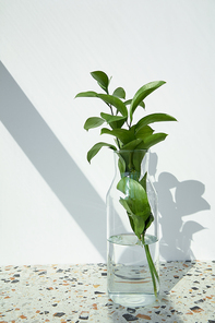 fresh leaves in glass with water near white wall with shadows