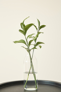 green plants with fresh leaves in glass vase with water