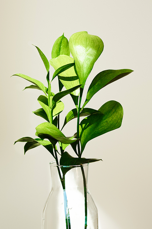 green plants with leaves in glass vase near white wall