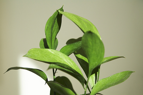 selective focus of green plant with fresh leaves