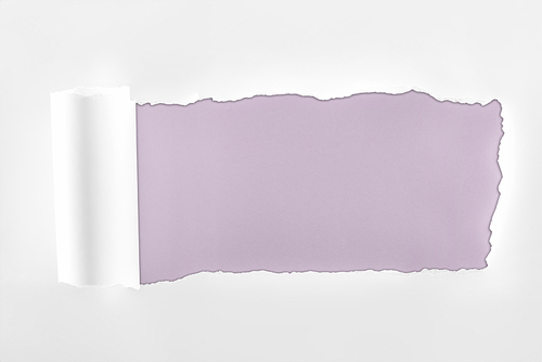 ragged textured white paper with rolled edge on light purple background