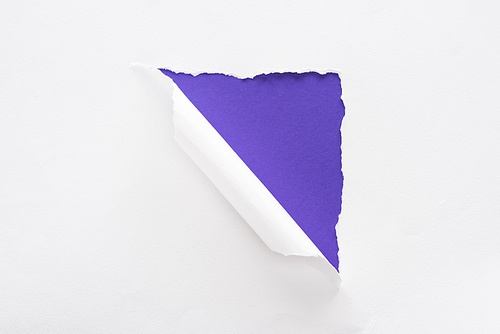 white torn and rolled paper on violet colorful background