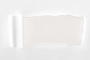 ripped textured white paper with rolled edge on white background