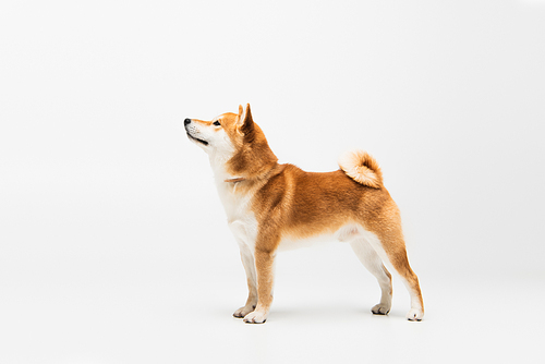 Side view of shiba inu dog looking away on white background