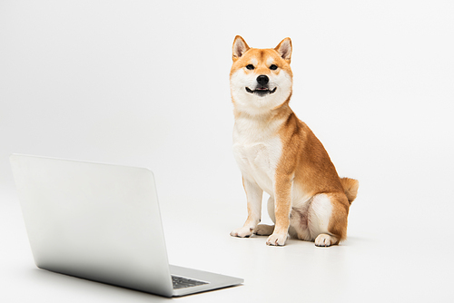 shiba inu dog sitting near laptop and  on light grey background