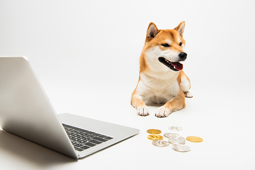 shiba inu dog lying near laptop and bitcoins on light grey background