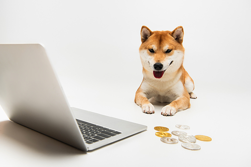 silver and golden coins near laptop and shiba inu dog lying on light grey background