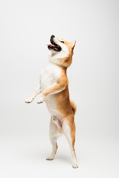 playful shiba inu dog standing on hind legs on grey background