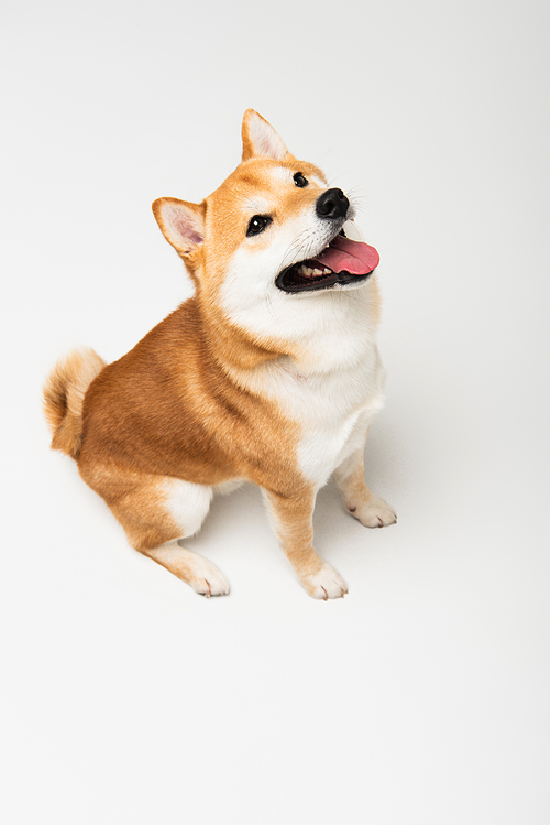 high angle view of funny shiba inu dog sticking out tongue on light grey background