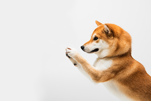 playful shiba inu dog waving paws isolated on light grey