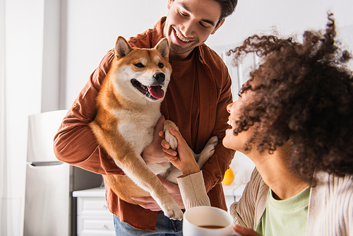 african american woman holding paw of shiba inu dog sticking out tongue in hands of smiling man