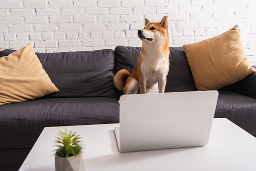 Shiba inu sitting on couch near laptop on coffee table