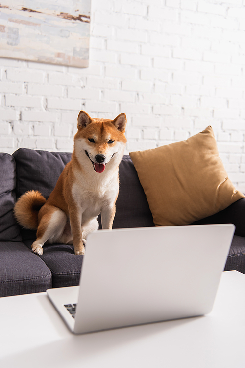 Shiba inu looking at laptop on couch in living room
