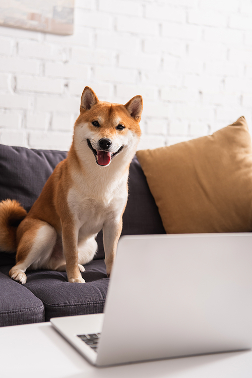 Shiba inu  on couch near laptop at home
