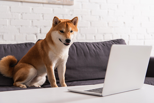 Shiba inu looking at laptop in living room