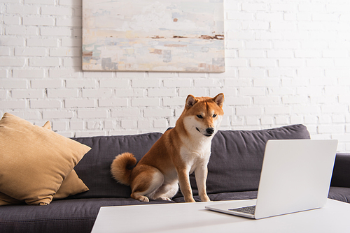 Shiba inu looking at laptop on couch at home