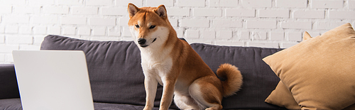 Shiba inu dog looking at laptop while sitting on couch at home, banner