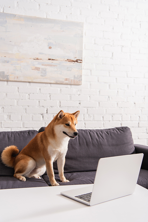 Shiba inu dog sitting on couch near laptop on coffee table in living room