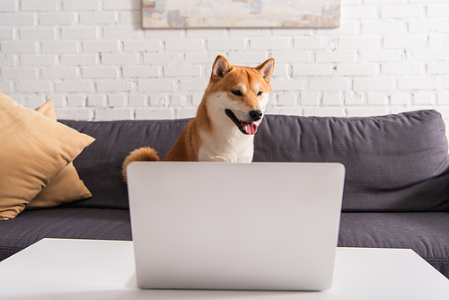 Shiba inu dog sitting in living room near laptop on coffee table