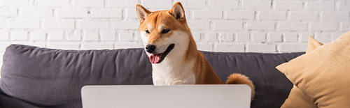 Shiba inu on couch near blurred laptop at home, banner