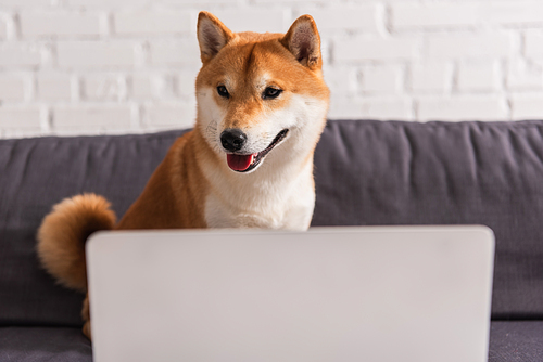 Shiba inu sitting on blurred couch near laptop at home