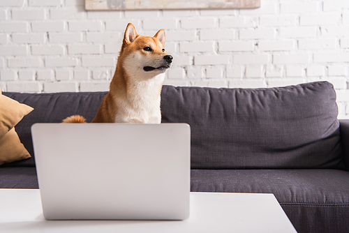 Shiba inu looking away on couch near laptop on coffee table at home