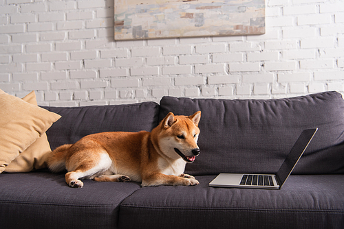 Shiba inu dog lying on couch near laptop with blank screen