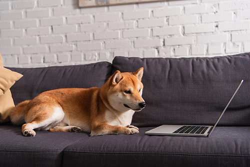 Shiba inu lying near laptop on couch at home