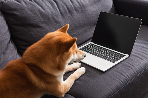 Laptop with blank screen on couch near blurred shiba inu at home