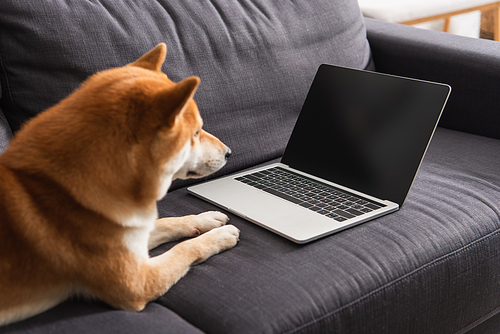 Laptop with blank screen near blurred shiba inu dog on couch