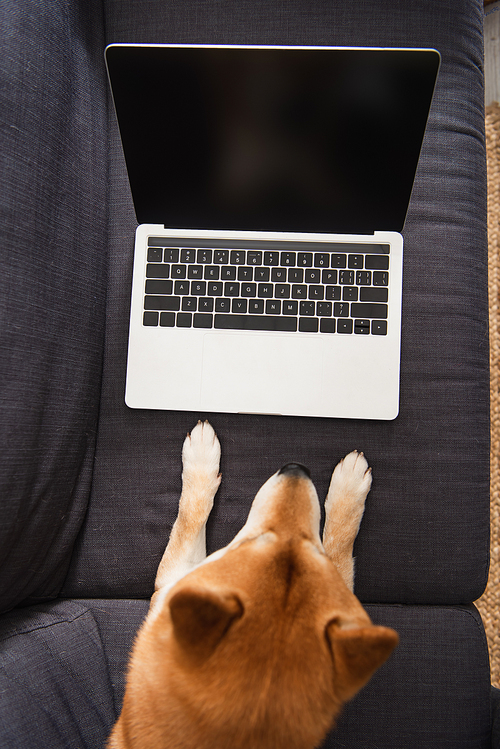 Top view of shiba inu dog lying near laptop with blank screen on couch