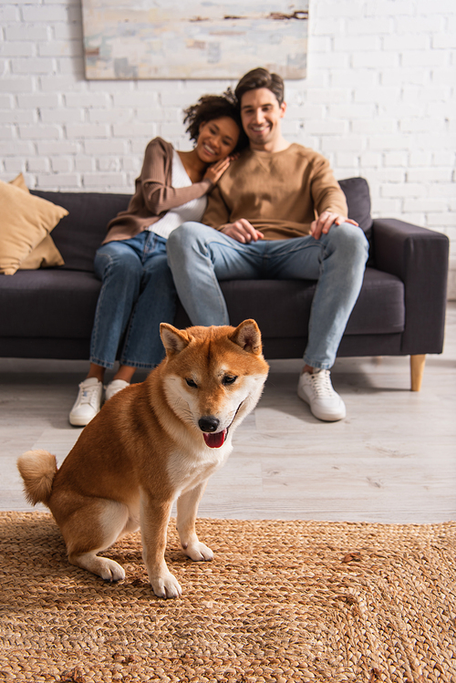 Shiba inu dog sitting in living room near blurred multiethnic couple at home